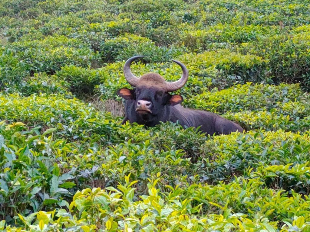 Acorn House Hotel Ooty Luaran gambar